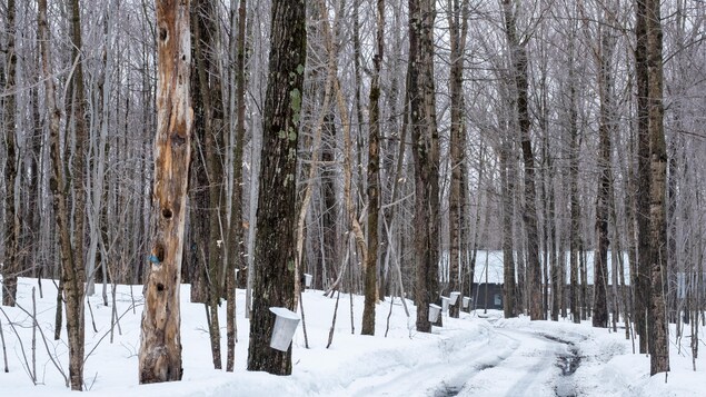 Une cabane à sucre traditionnelle, avec des érables entaillés et de la neige sur le sol
