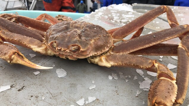 Un crabe sur un bateau.