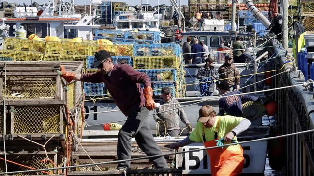 Des dizaines de pêcheurs chargent des casiers à homard sur leurs bateaux amarrés au quai.