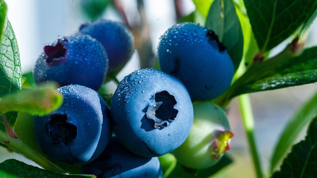 Une première autocueillette de bleuets aux Vallons maraîchers