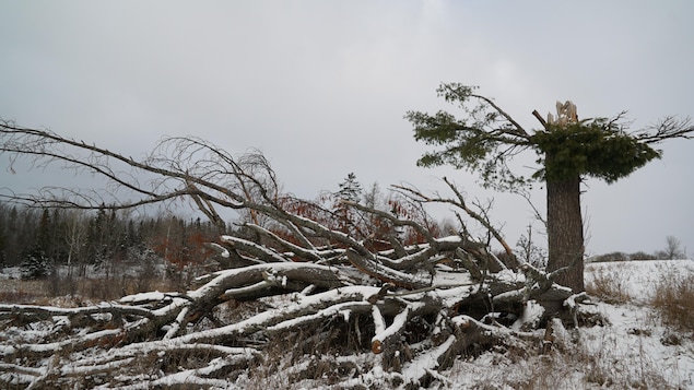 Un pin cassé, dont le tronc est toujours en terre, dont les branches coupées gisent à ses côtés.