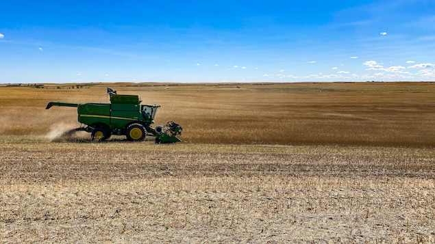 Prix records du grain : les Prairies espèrent en profiter