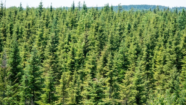 Photo d'une forêt de conifères.