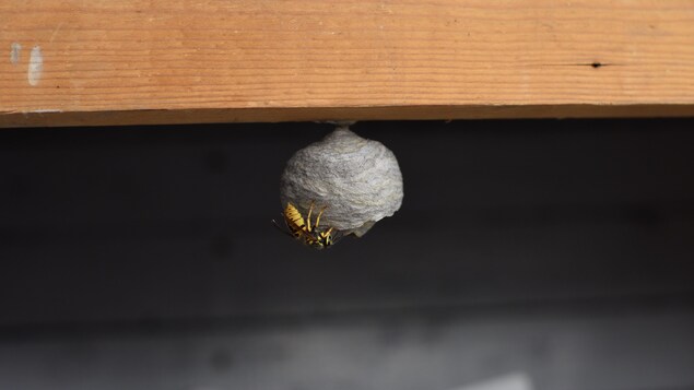 Un petit nid de guêpes avec une guêpes qui essaie d'y entrer.