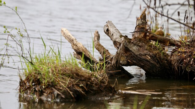 Du gazon et de l'eau dans le lac Saint-Charles