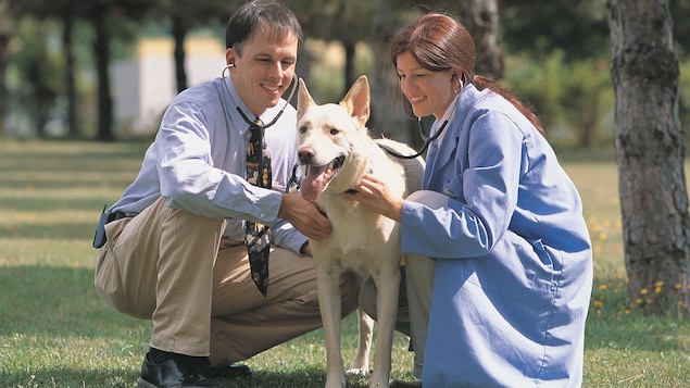 Pénurie de vétérinaires au N.-B. : des semaines d’attente pour un rendez-vous