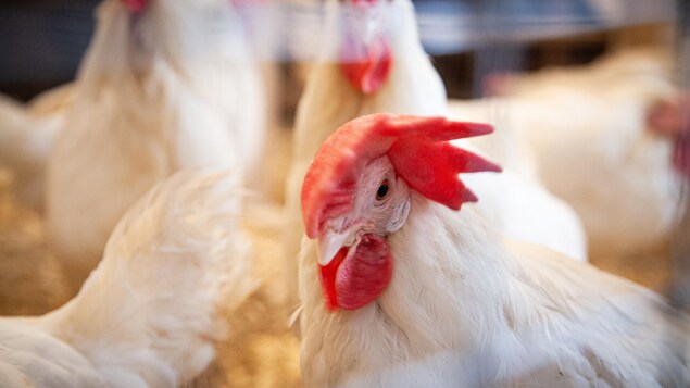 Une poule pondeuse de race Leghorn.