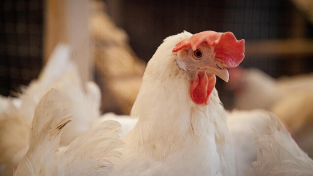 Une poule de race Leghorn