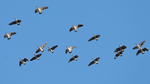 Le ministère de la Faune signale trois premiers cas de grippe aviaire au Québec