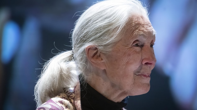 Jane Goodall au Théâtre Maisonneuve de la Place des Arts.