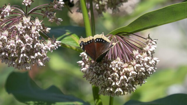 Un papillon monarque sur une fleur asclépiade.