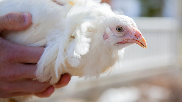 Une poule pondeuse de race Chantecler (blanche) est dans les mains de son éleveur.