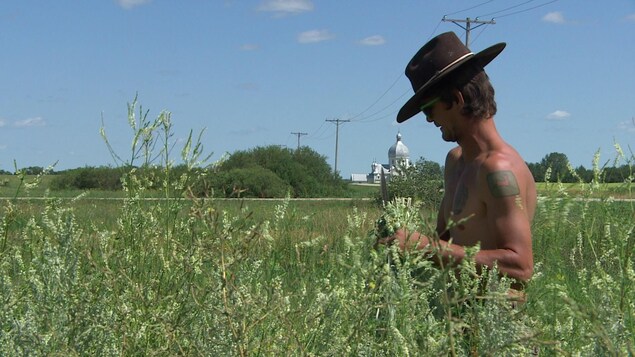 Mark Holinaty récolte les plants d'Artemisia Absinthium dans la région de Smuts, en Saskatchewan.