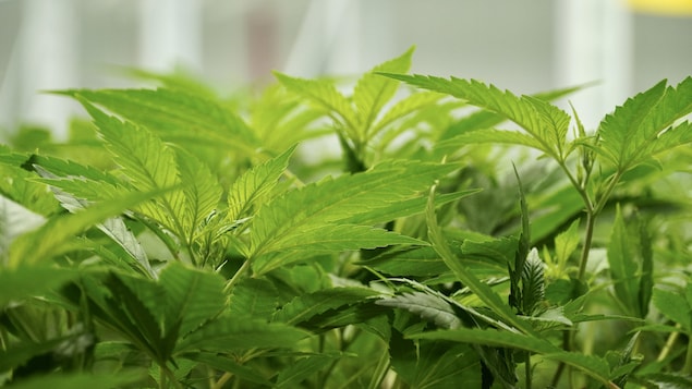 Gros plan sur les feuilles de la plante.