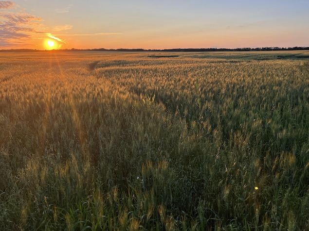 Un champ de blé à l'heure du coucher du soleil. Le ciel est bleu et orangé. On voit aussi des traces de tracteurs qui sont passés dans le champ.