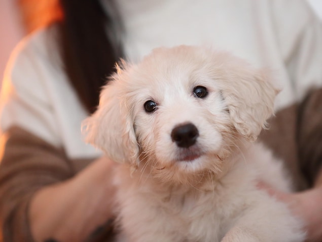 Un chiot Golden-Doodle.
