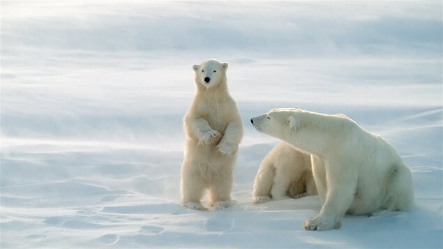 Une femelle ours polaire et ses petits