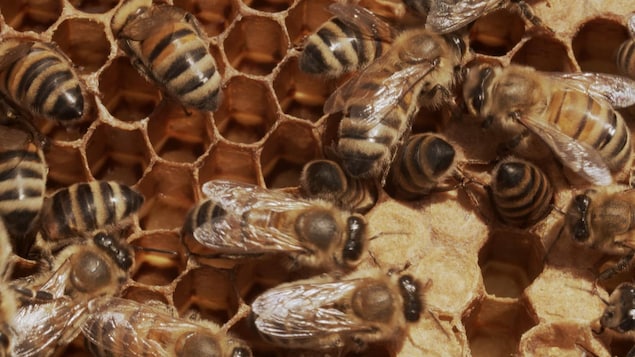 Une importante mortalité d’abeilles déçoit les apiculteurs de l’Î.-P.-É