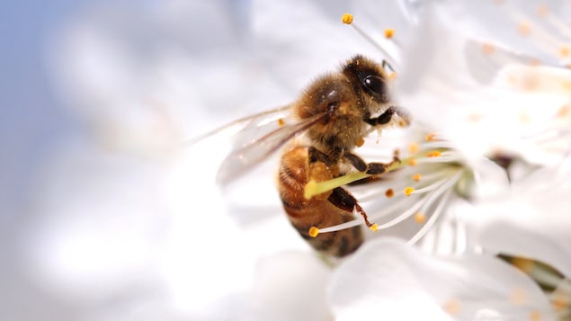 Gros plan sur une abeille dans un bouquet de fleurs blanches.