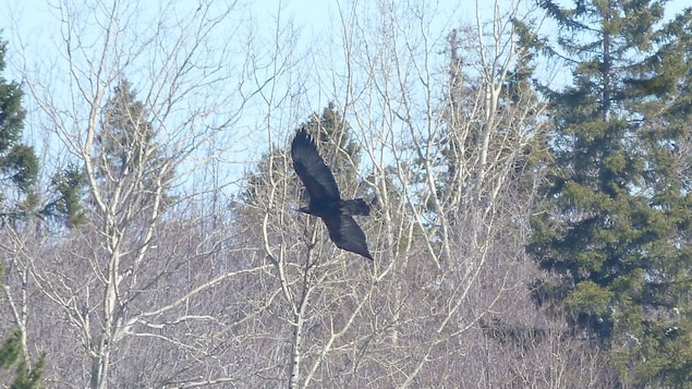 Un aigle royal est en plein vol. Il se trouve à la hauteur des sapins et des bouleaux qui l'entourent dans une forêt. Ses ailes sont longuement déployées. 