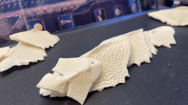 L’ivoire du Saint-Laurent