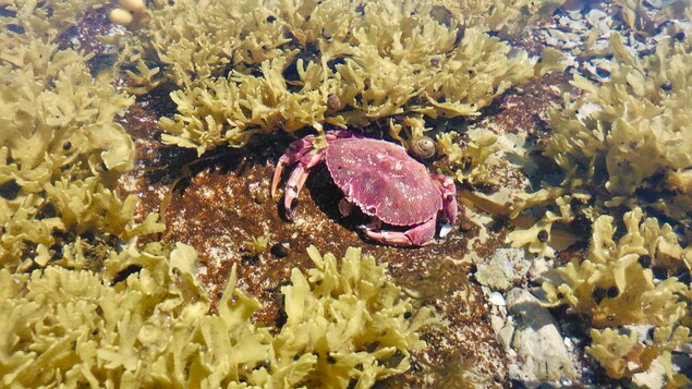 Un crabe dans les algues.