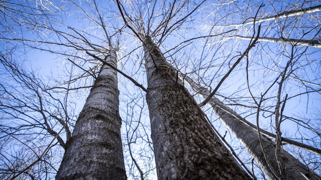 Des arbres et le ciel.