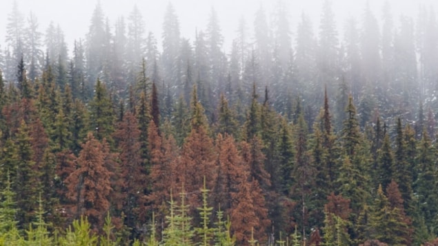 La forêt près de Jasper La forêt près de Jasper