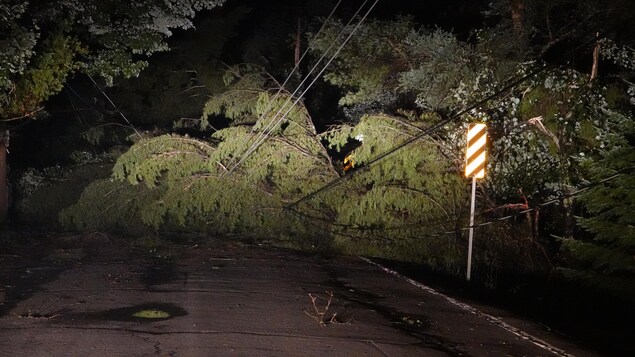 Un arbre tombé, entraînant des câbles électriques, bloque une route.
