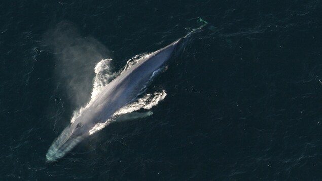 Une baleine bleue fait surface pour reprendre son souffre. Une baleine bleue fait surface pour reprendre son souffre.