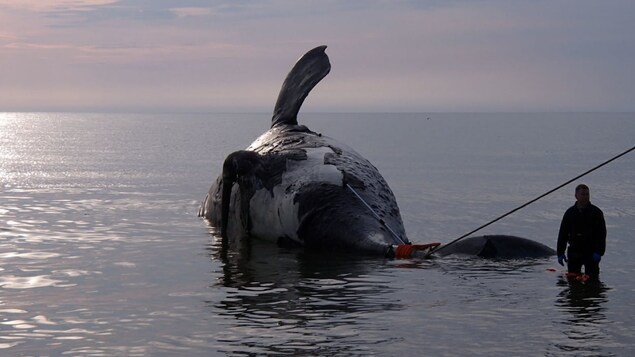 Une baleine noire trouvée morte dans le golfe du Saint-Laurent. Une baleine noire trouvée morte dans le golfe du Saint-Laurent.