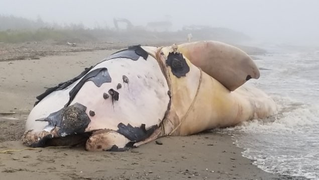 Une jeune baleine noire remorquée jusqu'à Miscou à la mi-septembre
