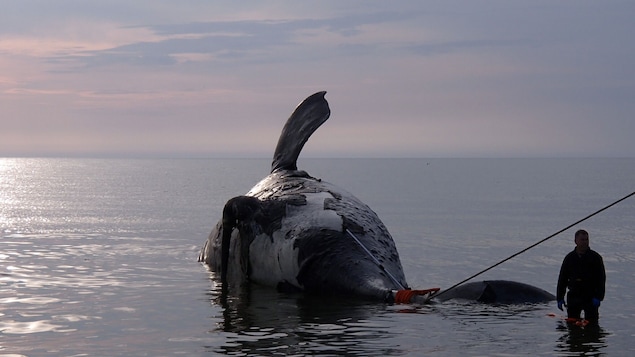Une baleine noire trouvée morte dans le golfe du Saint-Laurent