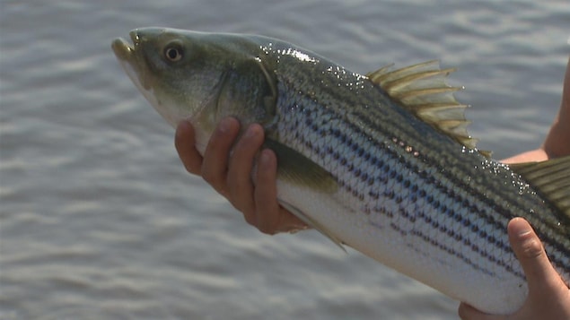Un bar rayé dans les mains d'un pêcheur.