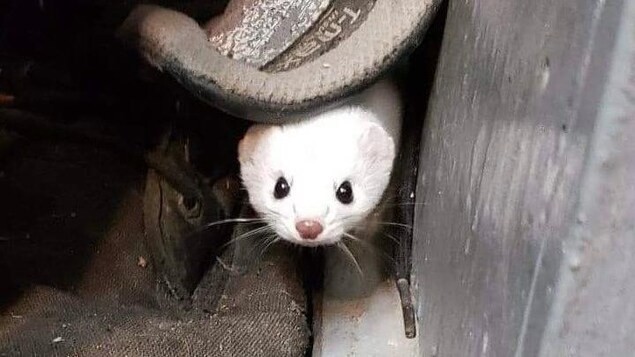 La belette dans un garage.