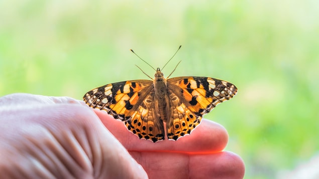 La belle dame, un papillon migrateur diurne