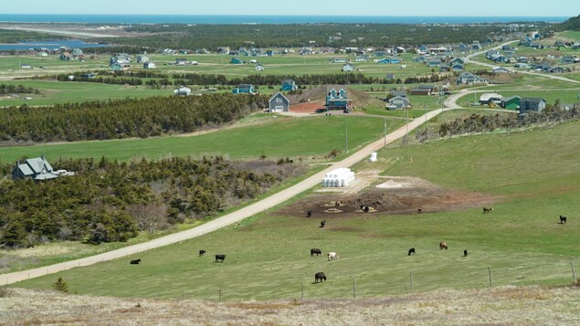 Des vaches paissent dans un champ des Îles-de-la-Madeleine. Au loin, des maisons jonchent le paysage.