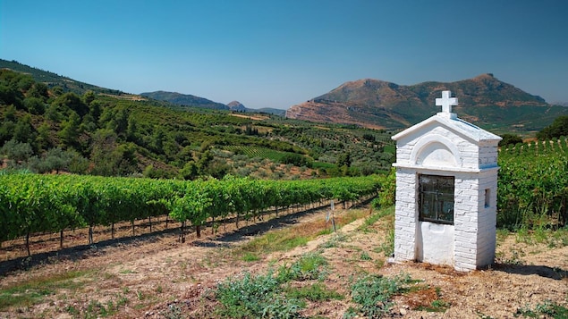 Paysage de collines recouvertes de vignes avec une petite chapelle votive au premier plan. 