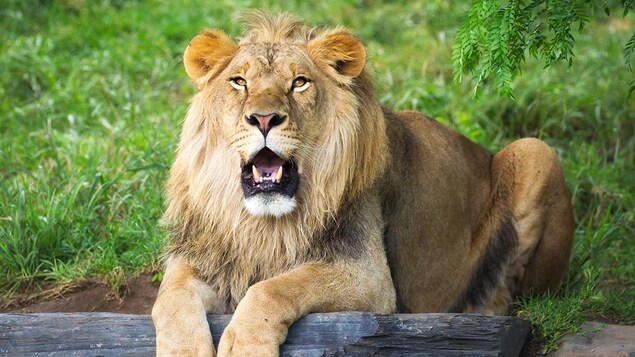 Un lion dans son habitat au Zoo de Granby.