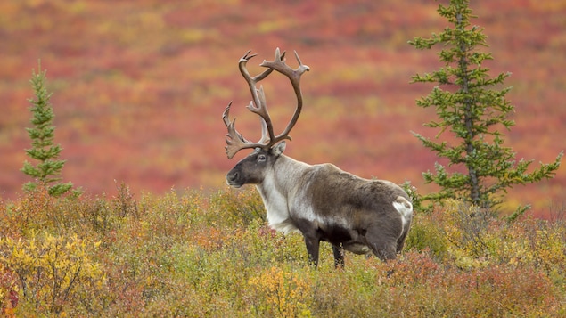 Protection du caribou : deux provinces, deux ministres, deux résultats