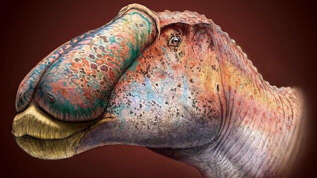Dessin en couleurs de la tête d'un dinosaure à tête de canard.