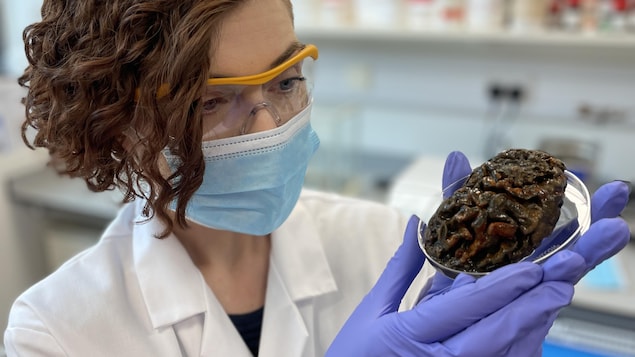 Un jeune chercheuse en sarrau blanc observe un cerveau dans une boîte de Petri