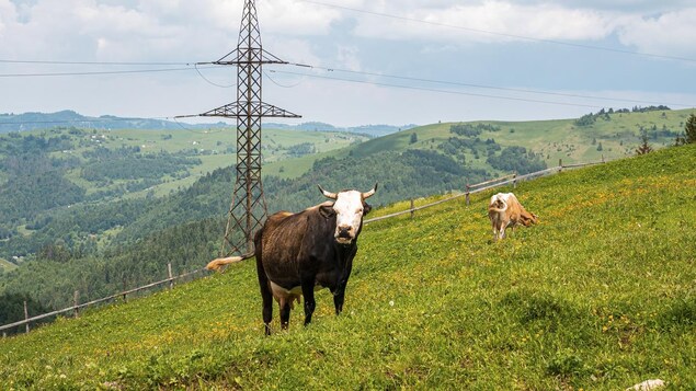 Deux vaches dans un champ avec un pylône électrique à l'arrière.