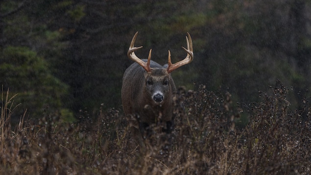 Un chevreuil au regard franc sous la pluie