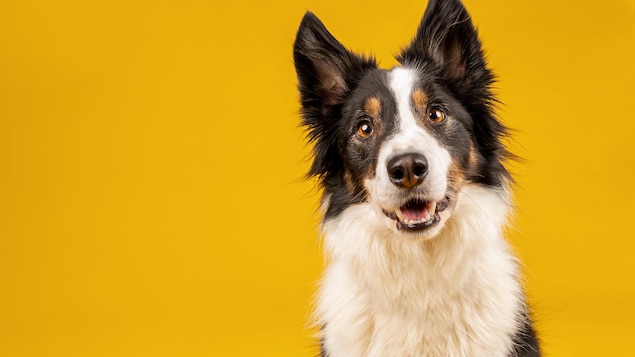 Un nouveau terrain de jeu pour les chiens à Roberval