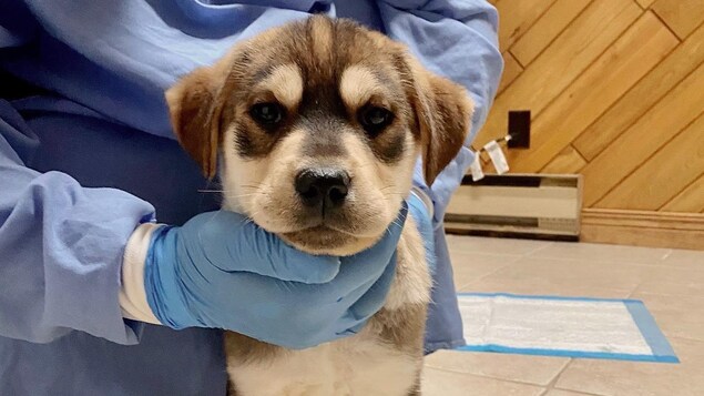 Un vétérinaire en tient un chiot.