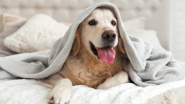 Un chien se trouve dans le lit de son maître.