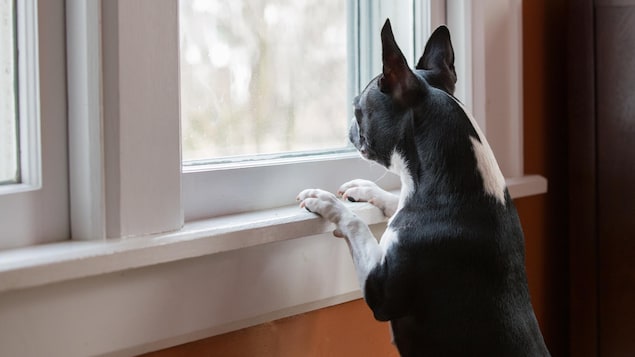 Un chien regarde par la fenêtre de la maison dans laquelle il se trouve.