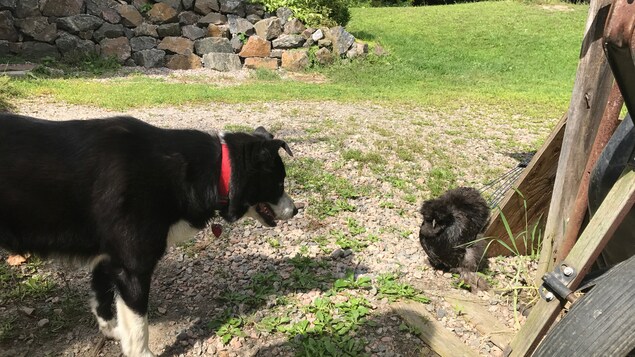 Photo d'un chien qui regarde une poule. Photo d'un chien qui regarde une poule.