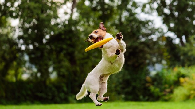 Un chien Jack Russell Terrier attrape un disque volant lors d'un saut.